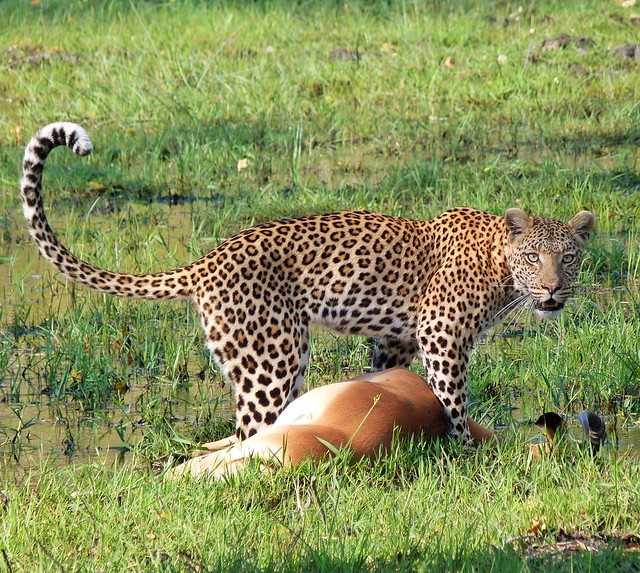Citas con leopardos en Maremis, Botswana
