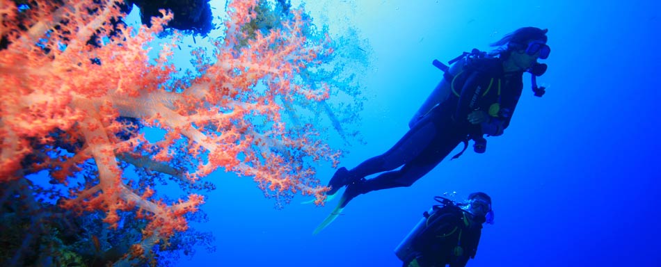 Actividades de buceo Actividades de buceo