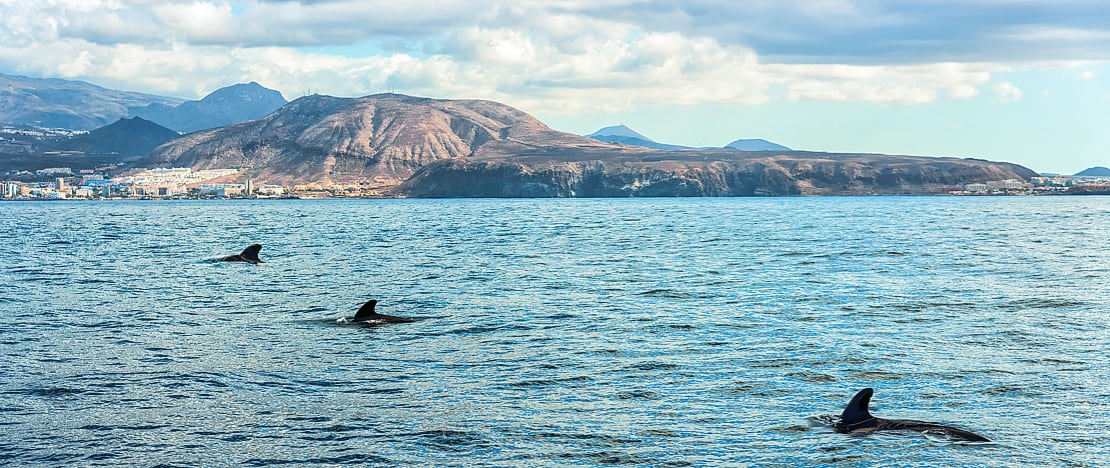 Delfines frente a las costas de Tenerife, Islas Canarias