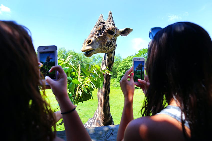 Dos mujeres toman sus teléfonos celulares para tomar fotografías de una gran jirafa con un cuello largo 
