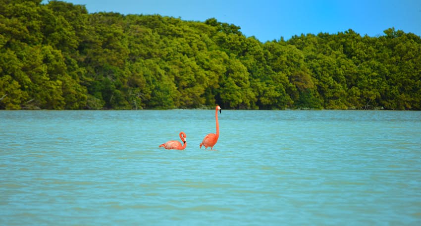 Dos flamencos rosados ​​americanos nadan en aguas azul aguamarina en la Reserva de la Biosfera Ría Celestún