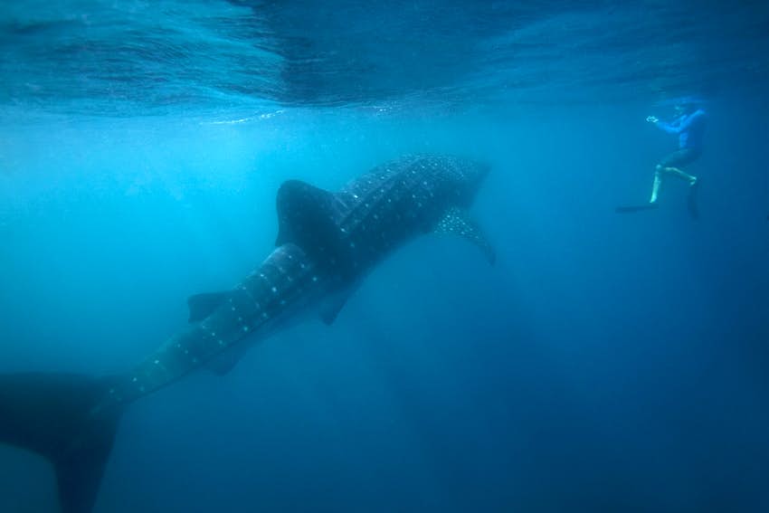Snorkel diver nadando cerca de un gran tiburón ballena en las aguas cercanas a Tofo