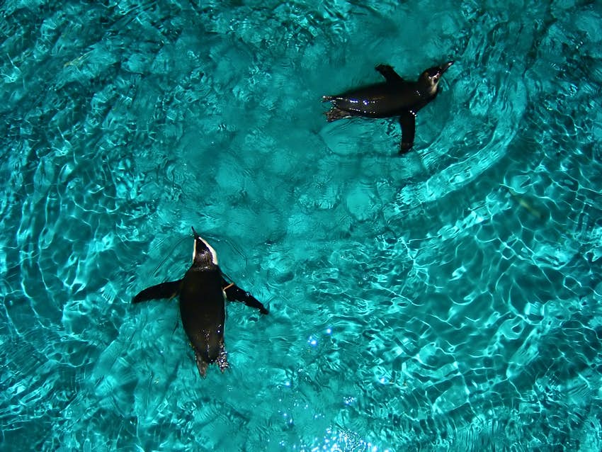 Foto aérea de dos pingüinos nadando en una piscina