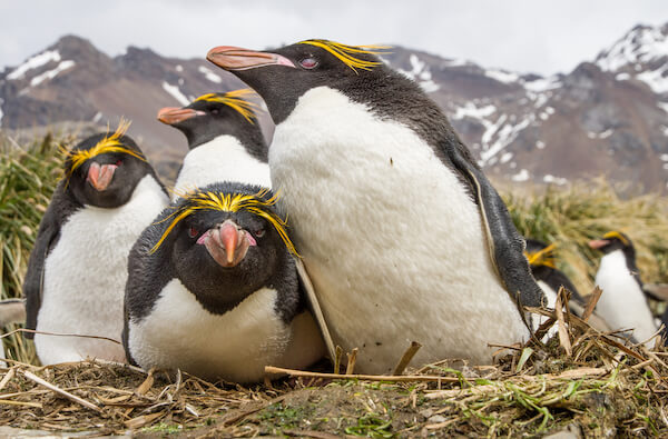 pingüinos macarrones