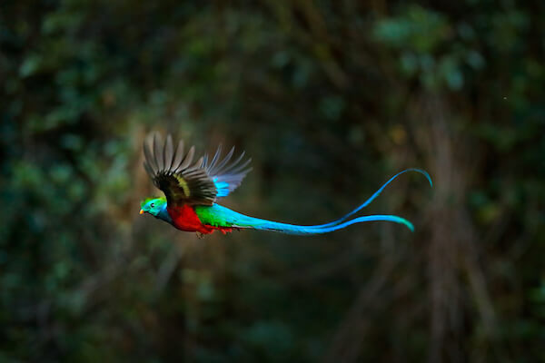 Colorido y deslumbrante pájaro quetzal en vuelo - foto de stock.com snapshot