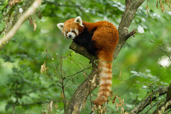 Panda rojo en Bután