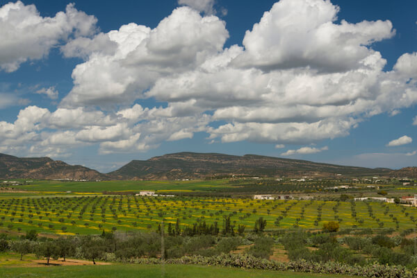 Plantaciones de olivos en Túnez