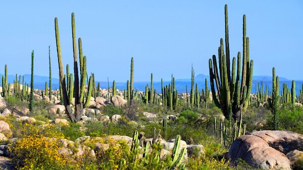 La Baja California mexicana es conocida por su valle de cactus