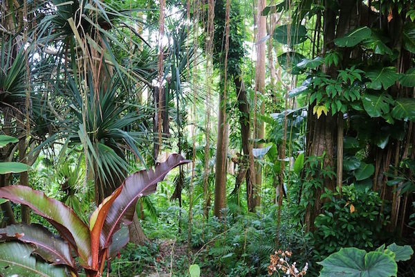 selva tropical de barbados