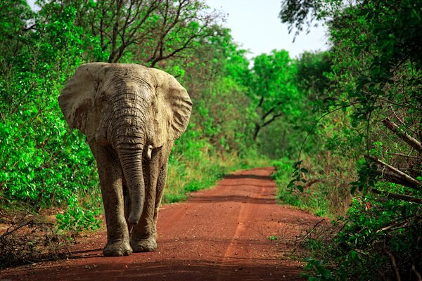 Elefante en Ghana