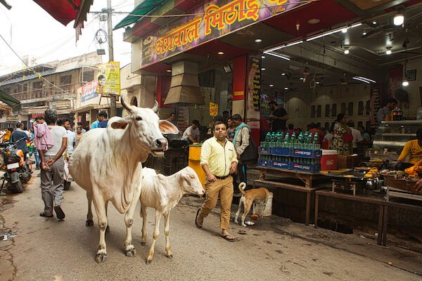India Vacas en la calle Uttar Pradesh - foto: PIRANHAS ROY / shutterstock.com