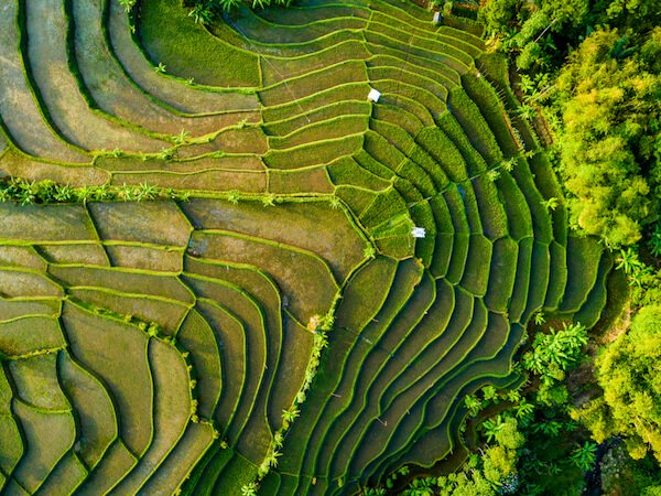 Campos de arroz en Indonesia - paisaje a vista de pájaro