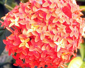 Planta Ixora o FayaLobi - flor nacional de Surinam