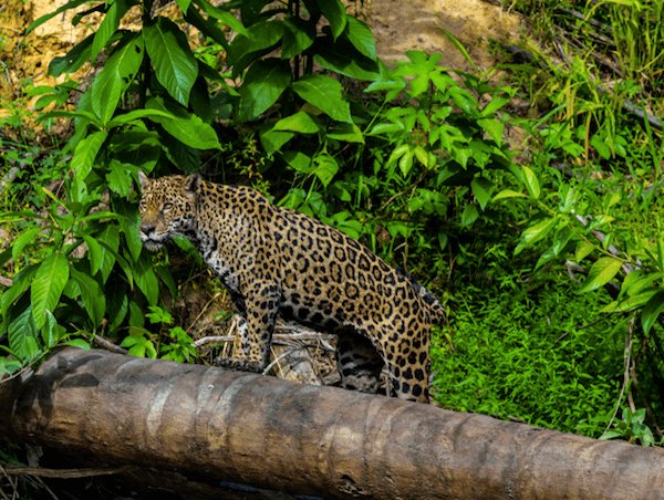 Jaguar en Surinam