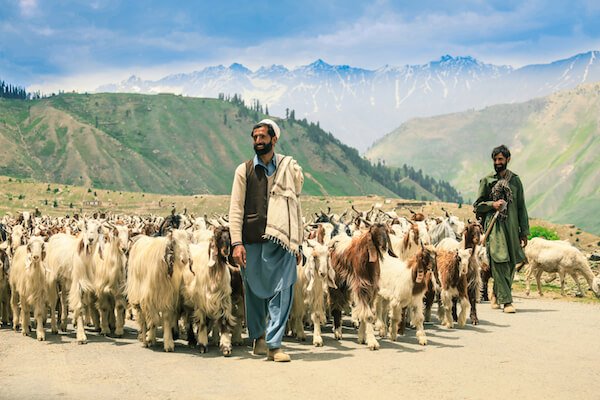 Pastores de cabras - foto: Dave Primov / Shutterstock
