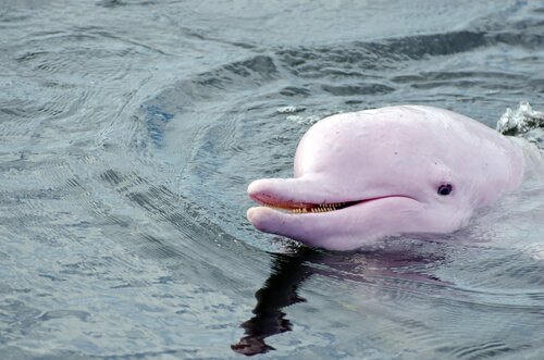 delfín rosado de río - una especie en peligro de extinción