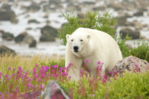 Oso polar en la bahía de Hudson por CHBaum en Shutterstock