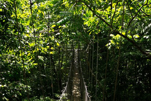 Samoa Canopy Walk por Johnny Giese / Shutterstock.com