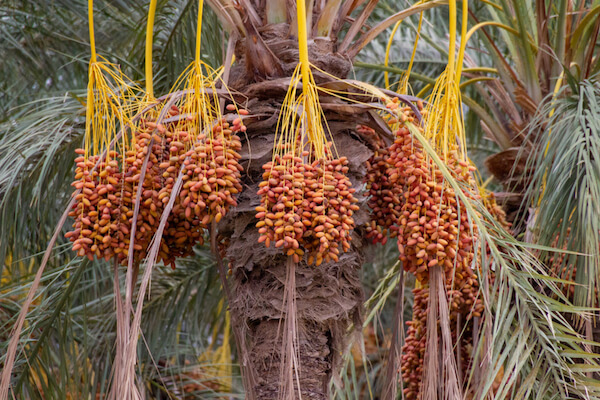 dátiles en el árbol