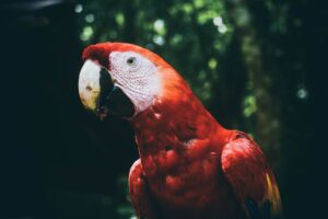 Guía para visitar en Copán Ruinas, Honduras